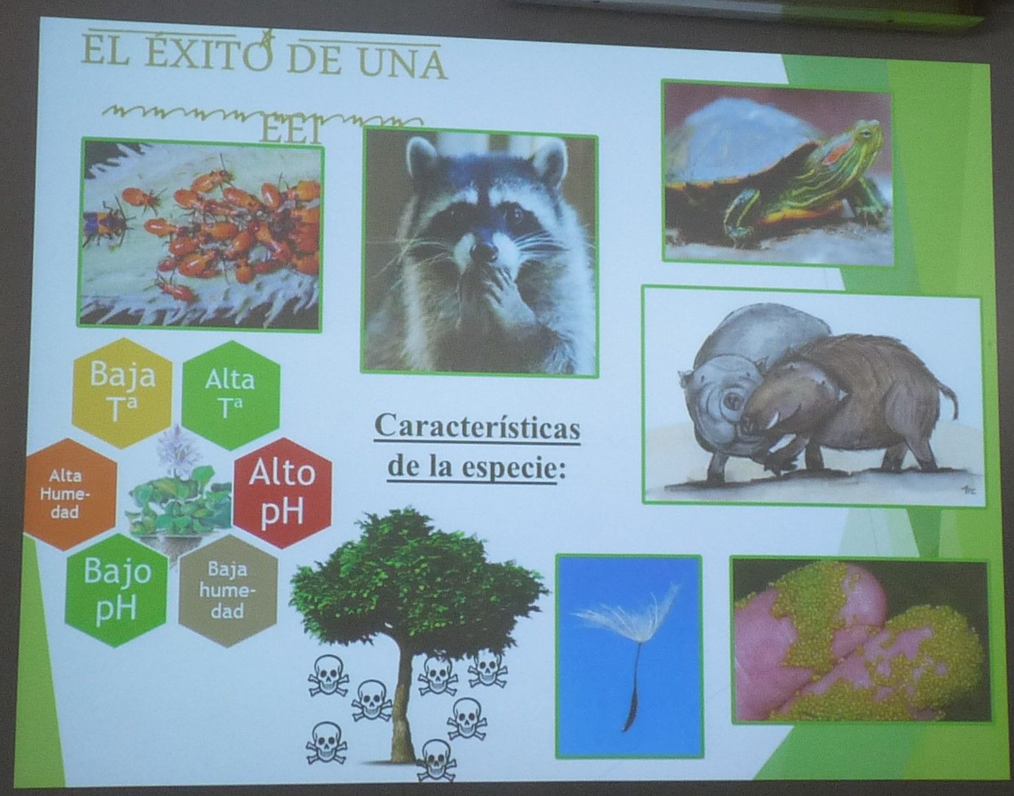 Exóticas
